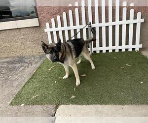 German Shepherd Dog Dogs for adoption in Modesto, CA, USA