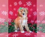 Small #2 Goldendoodle (Miniature)