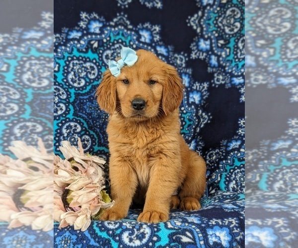 Medium Photo #1 Golden Retriever Puppy For Sale in QUARRYVILLE, PA, USA