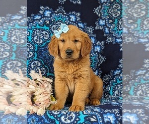 Medium Golden Retriever