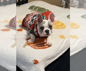 French Bulldog Puppy for sale in BEL AIR, MD, USA