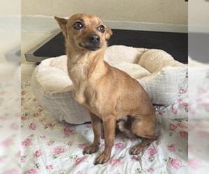 Mutt Dogs for adoption in Santa Cruz, CA, USA