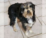 Small #2 Maltese Mix