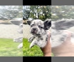 Small Photo #4 French Bulldog Puppy For Sale in MIAMI BEACH, FL, USA