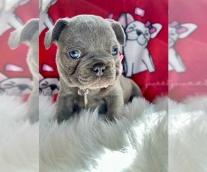 French Bulldog Puppy for sale in OJAI, CA, USA