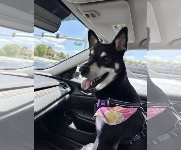 Medium Photo #1 Siberian Husky Puppy For Sale in Lighthouse Point, FL, USA