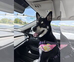 Small Siberian Husky