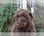 Small Photo #3 Poodle (Miniature) Puppy For Sale in RIVERDALE, MD, USA