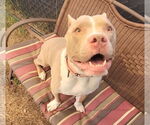 Small #4 American Pit Bull Terrier Mix