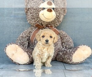 Poochon Puppy for sale in AMITY, NC, USA