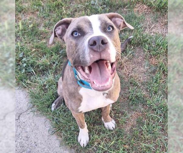 Medium Photo #1 Mutt Puppy For Sale in Bakersfield, CA, USA
