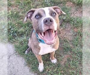 Mutt Dogs for adoption in Bakersfield, CA, USA