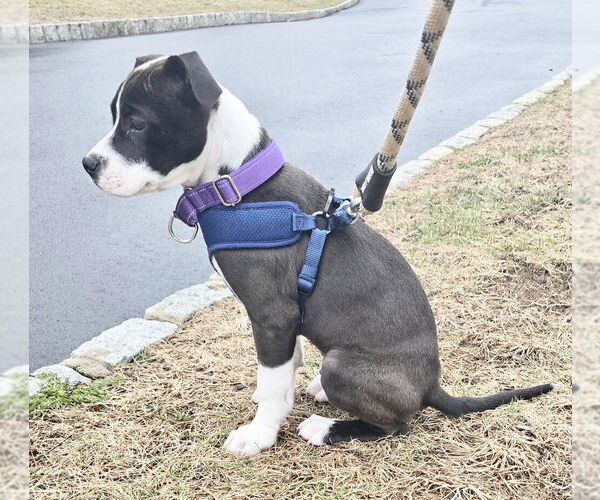Medium Photo #8 Beagle-Pointer Mix Puppy For Sale in Brewster, NY, USA
