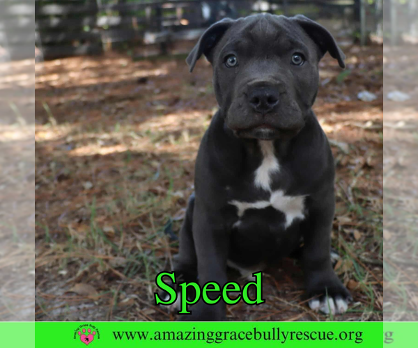 Medium Photo #3 American Pit Bull Terrier-Unknown Mix Puppy For Sale in Pensacola, FL, USA