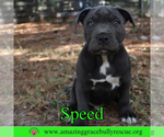 Small #2 American Pit Bull Terrier Mix