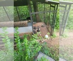 Small #7 German Shepherd Dog