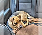 Small #2 Black Mouth Cur