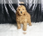 Small Photo #80 Poodle (Toy) Puppy For Sale in WARSAW, IN, USA