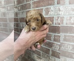 Small Photo #7 Goldendoodle Puppy For Sale in JENKS, OK, USA