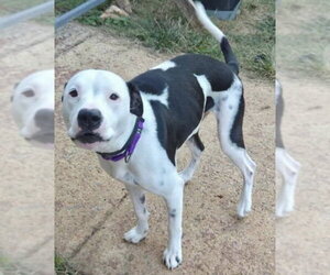 Emma (Little Dog): fostered - Female Mutt Dog for Adoption - Photo #7