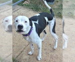 Small Photo #7 Mutt Puppy For Sale in Rustburg, VA, USA