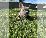Puppy Purple French Bulldog