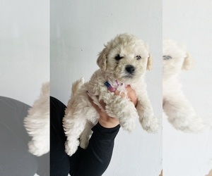 Dachshund Puppy for sale in SAN BERNARDINO, CA, USA
