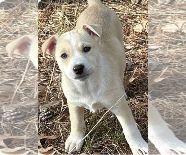 Medium Photo #2 Labrador Retriever-Unknown Mix Puppy For Sale in Rockaway, NJ, USA