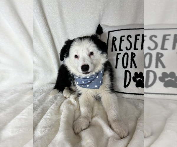 Medium Photo #3 Australian Shepherd Puppy For Sale in GREENFIELD, IN, USA