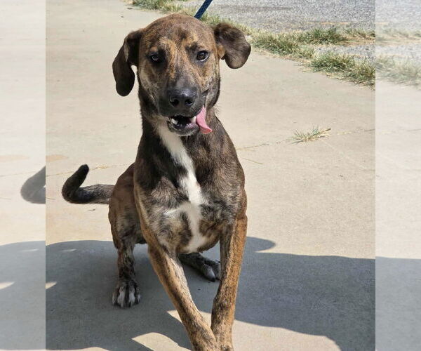 Medium Photo #2 Mountain Cur-Unknown Mix Puppy For Sale in Anniston, AL, USA
