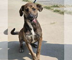 Small #1 Mountain Cur Mix