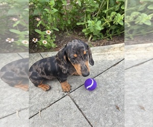 Dachshund Puppy for sale in GREENFIELD, IN, USA