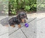 Small Dachshund