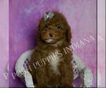 Small Photo #11 Maltipoo (Miniature) Puppy For Sale in WARSAW, IN, USA