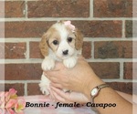 Image preview for Ad Listing. Nickname: Bonnie