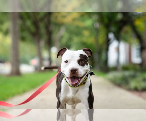 Medium Photo #4 American Pit Bull Terrier-Unknown Mix Puppy For Sale in Alexandria, VA, USA