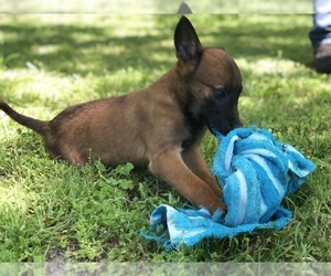 Belgian Malinois Puppy for sale in LUDOWICI, GA, USA