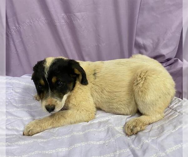 Medium Photo #1 Anatolian Pyrenees Puppy For Sale in Modesto, CA, USA