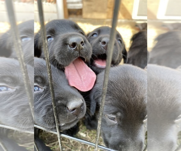 Medium Photo #14 Labrador Retriever Puppy For Sale in GOODHUE, MN, USA