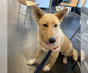 Mutt Dogs for adoption in Fargo, ND, USA