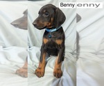 Small #5 Doberman Pinscher