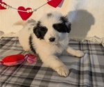 Puppy 5 Samoyed