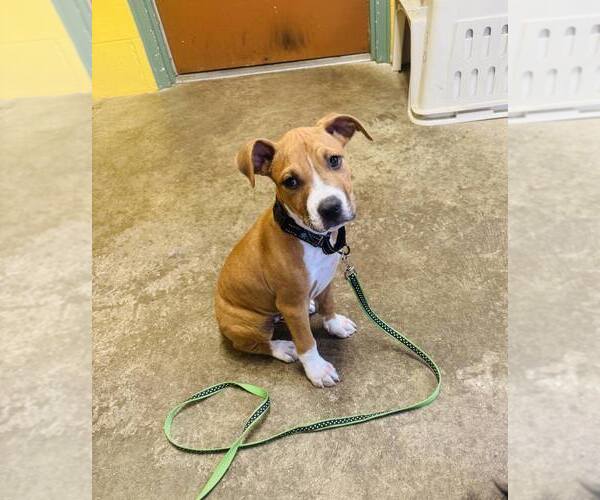 Medium Photo #4 American Pit Bull Terrier-Unknown Mix Puppy For Sale in Shillington, PA, USA
