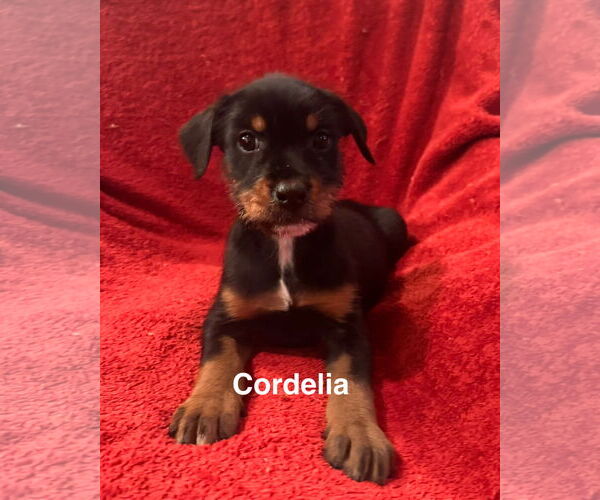 Medium Photo #5 Miniature Schnauzer-Unknown Mix Puppy For Sale in Pottstown, PA, USA