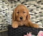 Small #2 Golden Retriever