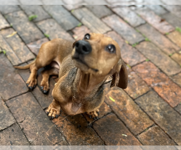 Medium Photo #4 Dachshund Puppy For Sale in Weston, FL, USA