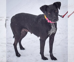 Beagle-Unknown Mix Dogs for adoption in Huntley, IL, USA
