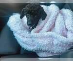 Small #3 Poodle (Miniature)