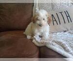 Puppy Jack Aussie-Poo