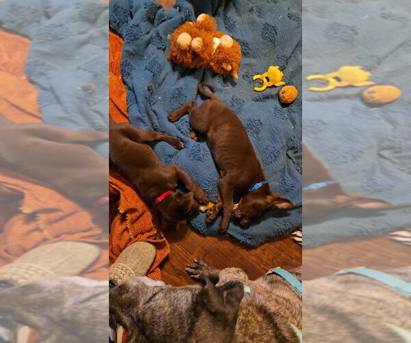 Medium Photo #3 Labrador Retriever-Unknown Mix Puppy For Sale in Aurora, IN, USA